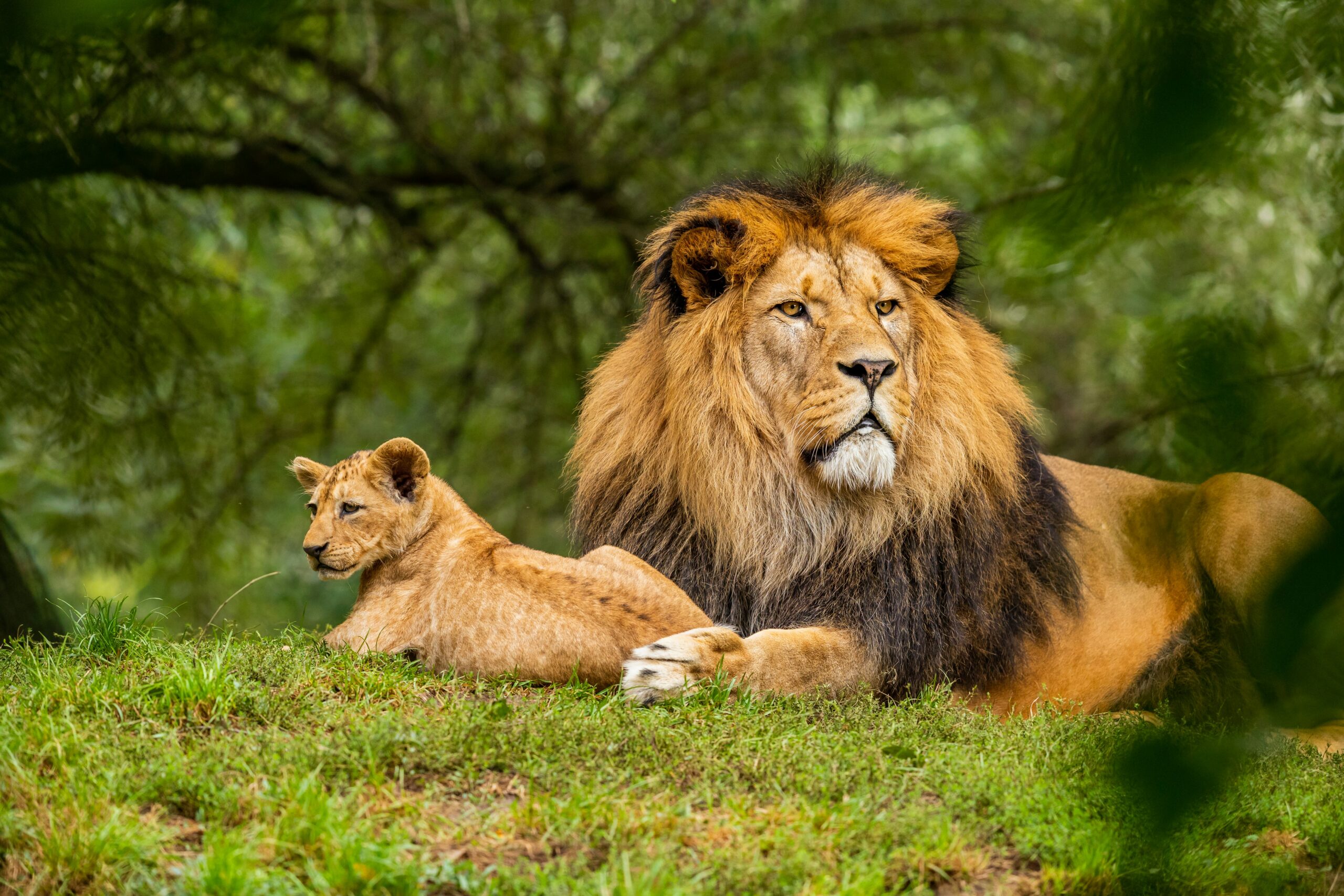 Follow the Lion &#8211; An Introduction to Cryptocurrency and Blockchains for Beginners and how Coin Afriq and the Imali Wallet make Digital Currency easy for everyone